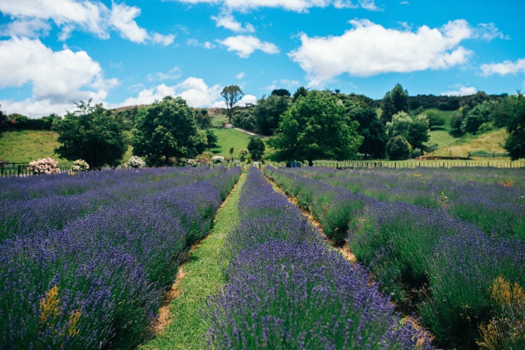 Lavendel by Manuela Clemens